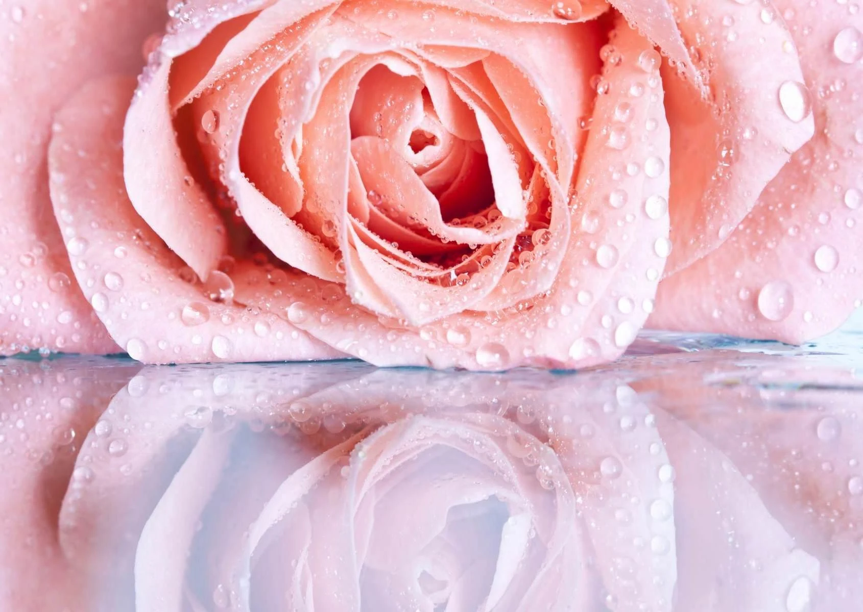 White Roses Reflected Photo wallpaper. Reflection of the Rose. Art.01217