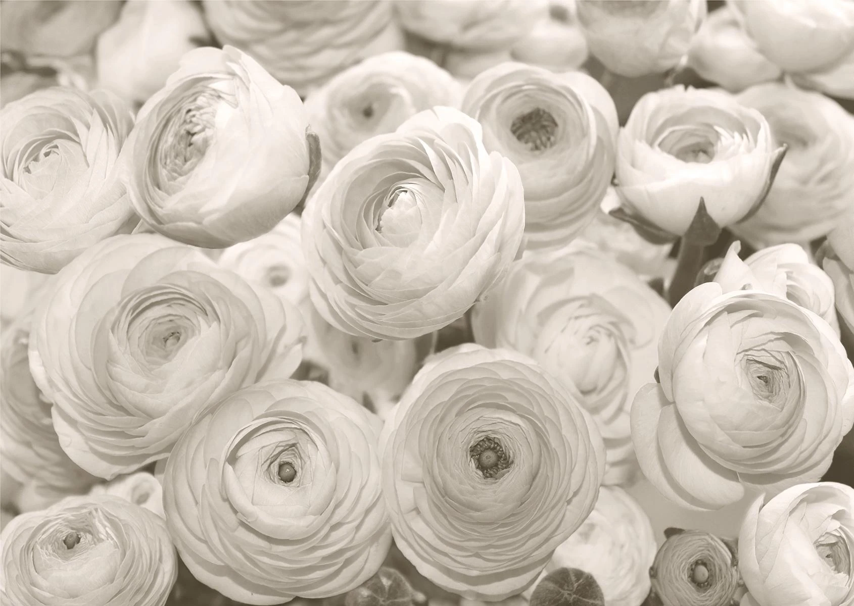 Wall mural. Floral Universe. Art. 01100